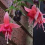 Fuschia Flowers and Fruit