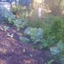Winter Greens!