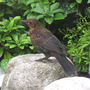 Female Blackbird (Pachysandra terminalis (Pachysandra))