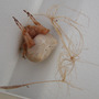 Manhead Spider