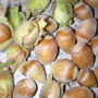 a hazelnut bounty