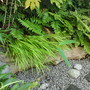 Hakonechloa macra (Hakonechloa)
