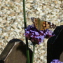 Butterfly and blossom