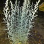 Artemisia ludoviciana 'Silver Queen' (Artemisia ludoviciana (Western mugwort))