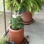 Pink pentas, repalcing the white impatiens. 8/09