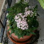 Pink pentas. 8/09