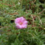 Portulaca. 8/09