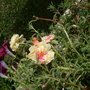 Yellow portulaca. 8/09