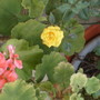 Yellow rose. 8/09