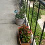 Begonias and echinacea. 8/09