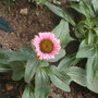 Echinacea, struggling.  8/09