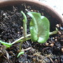 Struggling caladiums. 8/09 
