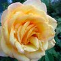 Gold Medal rose (Rosa 'Gold Medal')