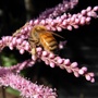 Honeybee on Tamarix (Tamarix ramosissima (Saltcedar))