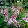 verbascum x hybrida