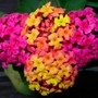 Lantana grown from cutting. (Lantana camara (Lantana))