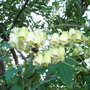 Clematis rehderiana - 2009 (Clematis rehderiana)