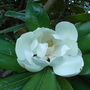 Magnolia grandiflora 'Exmouth' - 2009 (Magnolia grandiflora 'Exmouth')