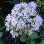 Sedum spectabile 'Iceberg' - 2009 (Sedum spectabile)