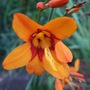 Crocosmia 'Emily McKenzie' (Crocosmia x crocosmiiflora (Montbretia))