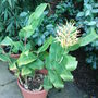Hedychium gardnerianum (Hedychium gardnerianum (Ginger Lily))
