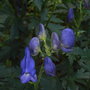 Aconitum_carmichaelii__arendsii_