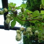 Humulus lupulus 'Aureus' (Humulus lupulus 'Aureus')