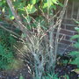 Panicum virgatum 'Heavy Metal' (Panicum virgatum)