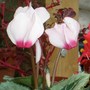 Cyclamen