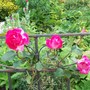 Roses on a fence