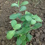 Bupleurum fruiticosum (Bupleurum fruticosum (Shrubby Hare's Ear))