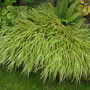 Hakonechloa macra (Hakonechloa)