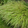Hakonechloa macra (Hakonechloa)
