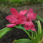 Kaffir Lily (Schizostylis coccinea (Kaffir Lily))