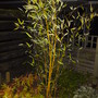 Phyllostachys aureosulcata Spectabilis (Phyllostachys aureosulcata (Yellow-groove bamboo))