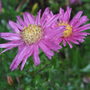 Aster_novae-belgii__island_bahamas_