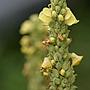Mullein (Verbascum thapsus)
