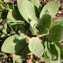 Mullein (Verbascum thapsus)