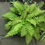 Japanese Shield Fern (Polystichum polyblepharum)