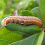 Butterfly or Moth ? "Blog"