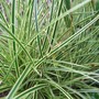 Carex brunnea 'Jenneke' (Carex brunnea)