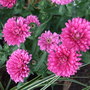 Aster__victoria_