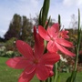Schizostylis coccinea 'Jennifer' (Schizostylis coccinea)