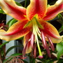 Lily "Scheherazade"