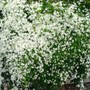 clematis ternifolia (clematis ternifolia)