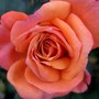 Miniature rose 'Crackling Fire' (Rosa 'Crackling Fire')
