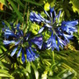 Agapanthus 'Midnight Star' (Agapanthus 'Midnight Star')