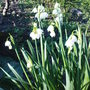 Leucojum aestivum 'Gravetye Giant' (Leucojum aestivum (Loddon Lily))