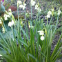 A garden flower photo (Leucojum aestivum (Loddon Lily))