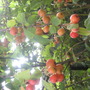 A garden flower photo